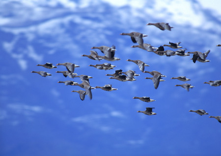 White-fronted Goose
