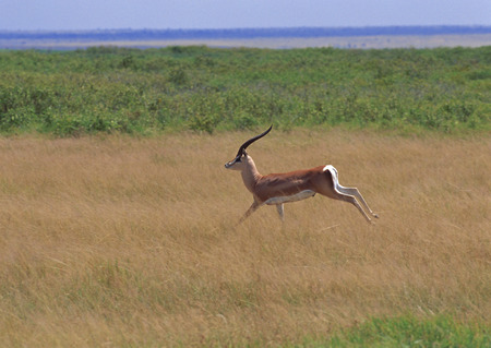 Grant Gazelleの写真素材
