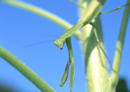 Sunflower and Mantis