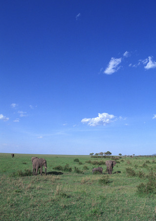 African Elephantsの写真素材