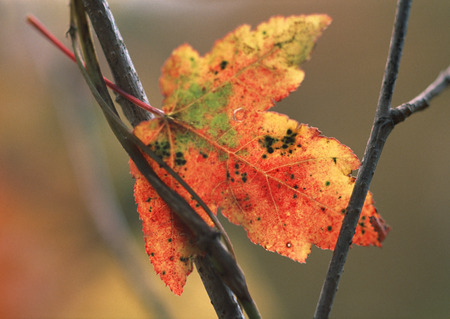 Fallen Leaf
