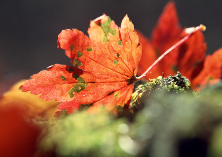 Fallen Leaf