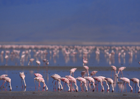 Flamingoの写真素材