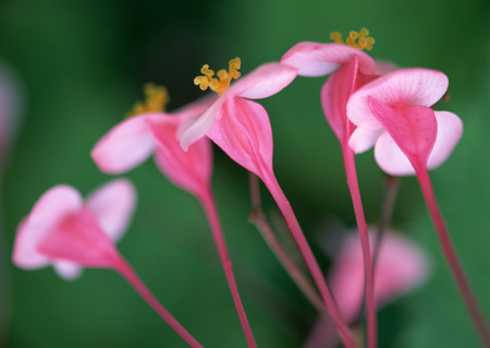 Elephant's-earの写真素材