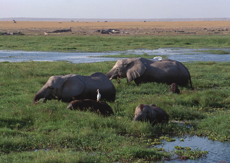 African Elephantsの写真素材