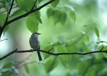 Japanese Nightingaleの写真素材