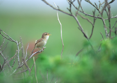 Bird on Twigの写真素材