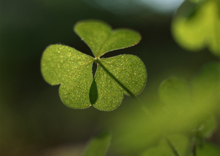 Oxalis