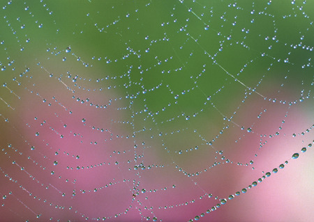 Cobwebの写真素材