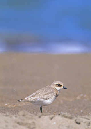 Bird on Beach