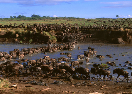 Gnu