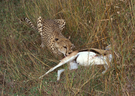 Cheetahの写真素材