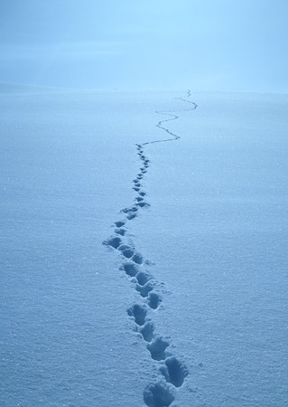 Snowy Fieldの写真素材