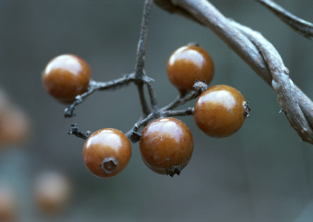 Furit of Tree