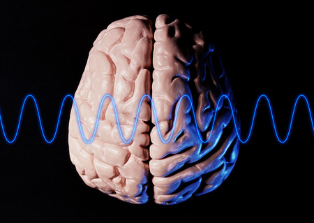 Brain Model