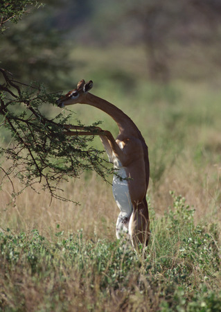 Gerenukの写真素材