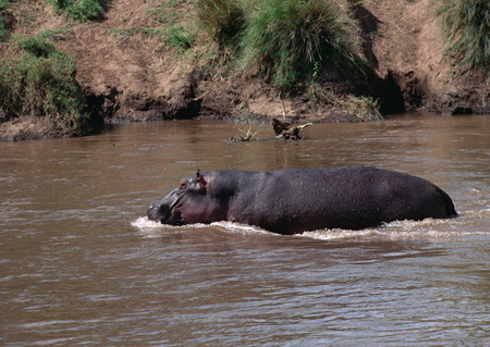 Hippopotamusの写真素材