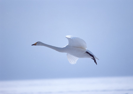 Whooper Swanの写真素材