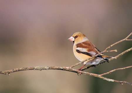 Japanese Hawfinchの写真素材