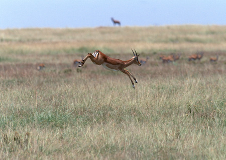 Grant Gazelleの写真素材