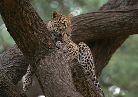 Pantherの写真素材