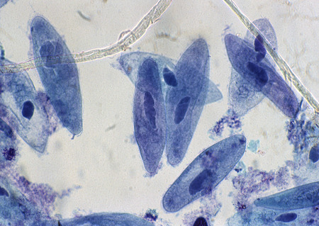 Parameciumの写真素材