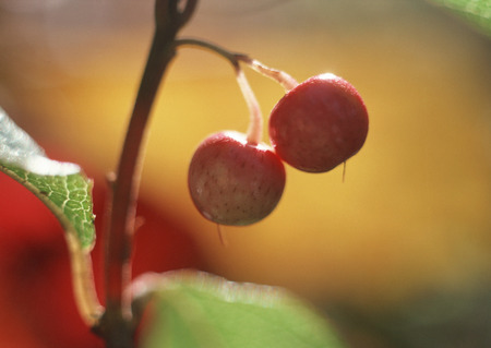 Berryの写真素材