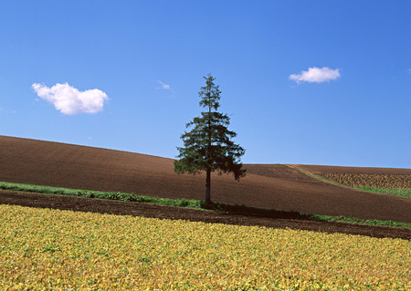 Fieldの写真素材