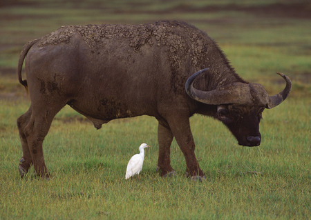 African Buffaloの写真素材