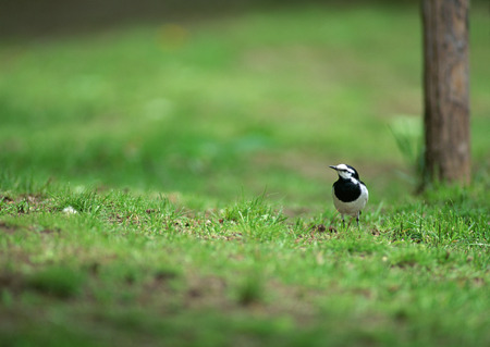 Birdの写真素材