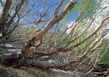 Forestの写真素材