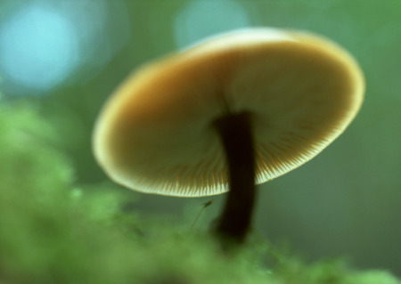 Mushroomの写真素材