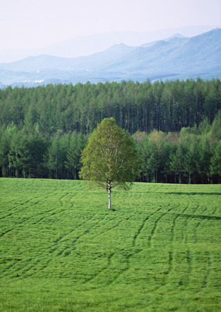 Grassy Plainの写真素材
