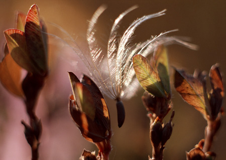 Seedの写真素材