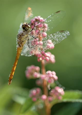 Dragonfly on Flowerの写真素材