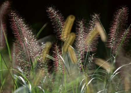 Chinese Fountain Grassの写真素材