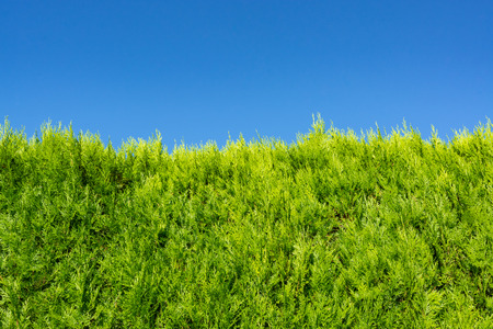 Growing green hedge on blue sky backgroundの写真素材