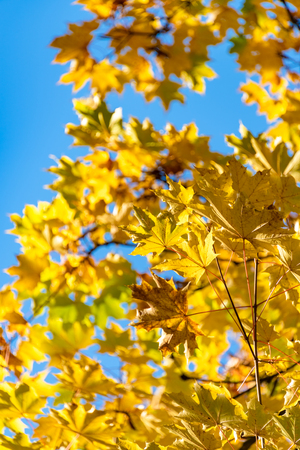 Bright yellow maple leaves lighted up with sun light. Maple leave on autumn season on blue sky backgroundの写真素材