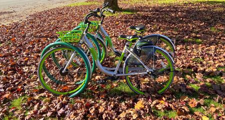 Green bycicles in recreational park on autumn season