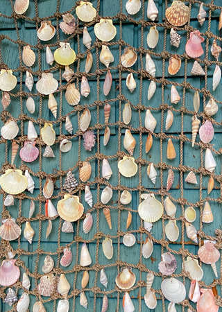 Background with seashells attached to the net.の写真素材