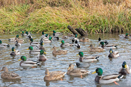 Flock of mallards in wild habitat. Ducks on the lake