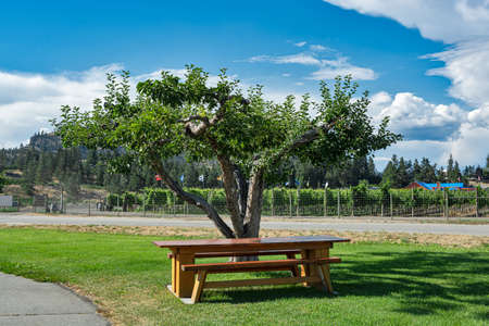 Picnic table at orchard farm under the apple treeの写真素材