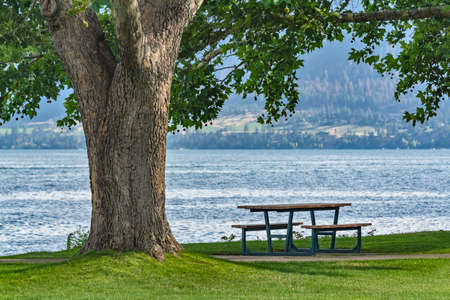 Recreational area under the crown of big chestnut tree with the lake overview