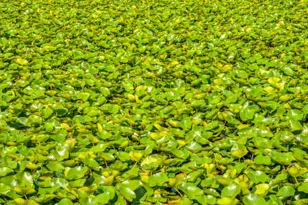 Green leaves of white water lily on a lake water surfaceの写真素材