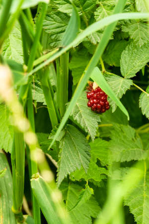 Red wild berry growing among green leaves