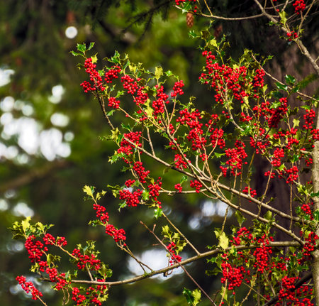 Red berries under the snow on Christmas time in Canadaの写真素材