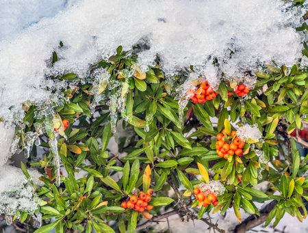 Red berries under the snow on Christmas time in Canadaの写真素材