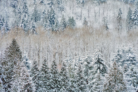 Forest trees on winter season covered with snow