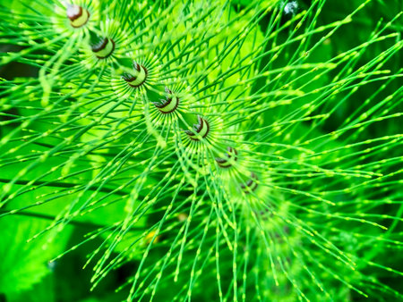 Horsetail is a member of the Equisetaceae familyの写真素材