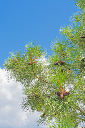Pine cones on the branch on blue sky background